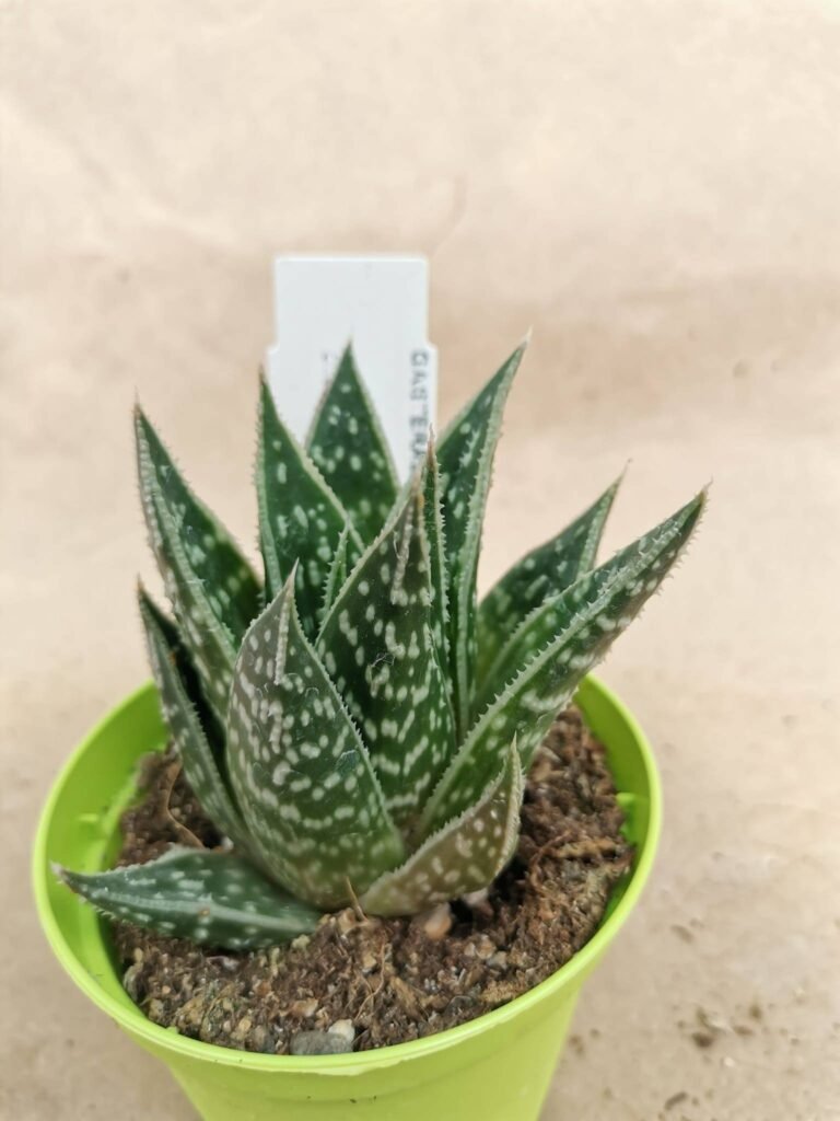Gasteraloe Thai-Tiki