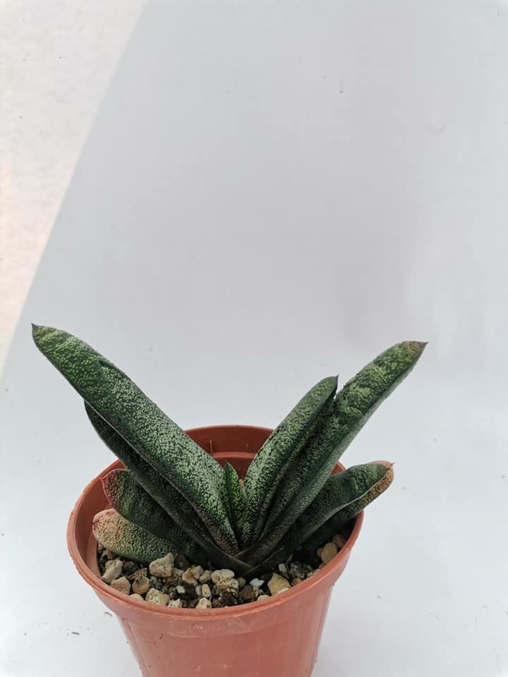 Gasteria Batesiana