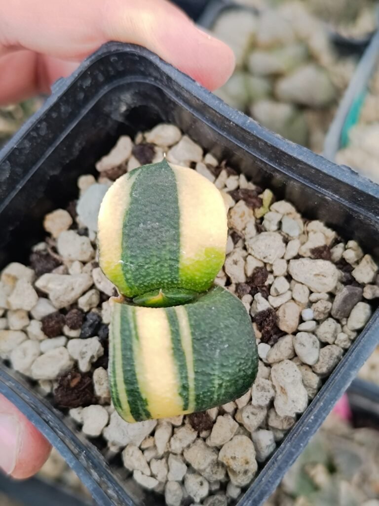 Gasteria Armstrongii Variegata