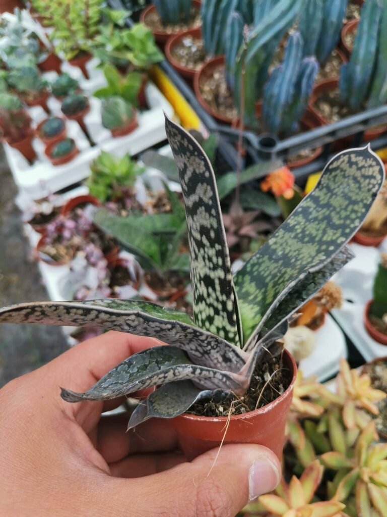 Gasteria Bicolor