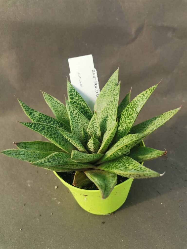 Gasteria D Due