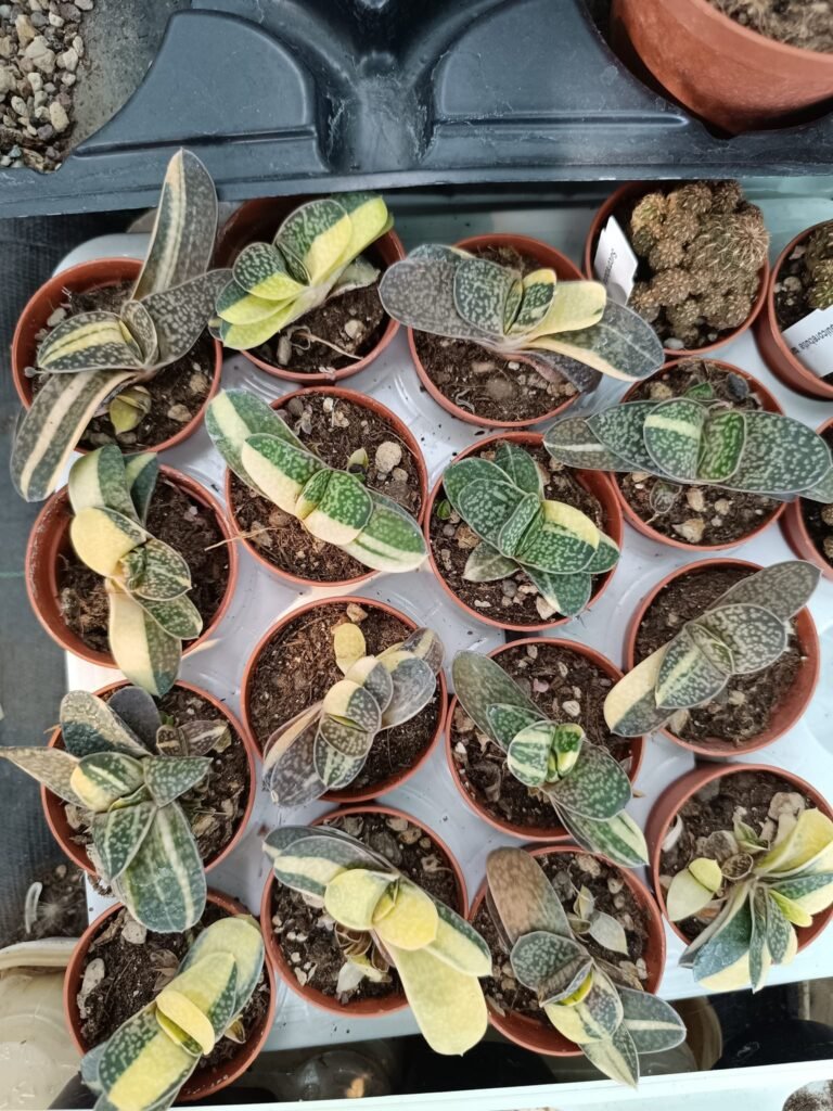 Gasteria Gracilis Variegata
