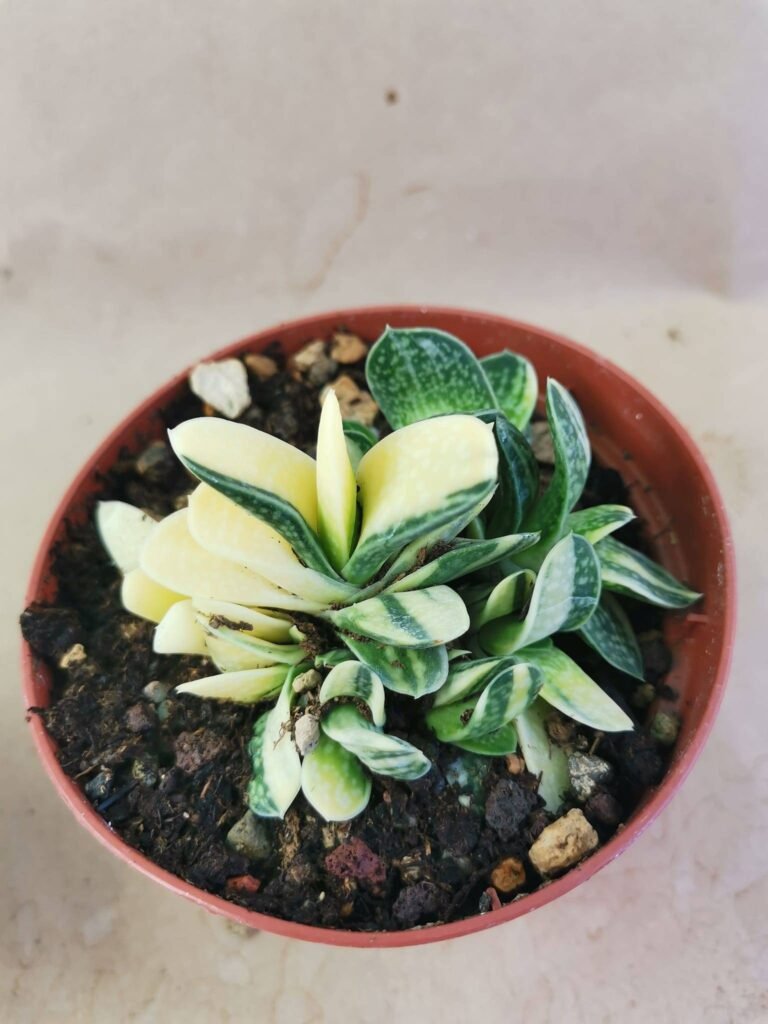 Gasteria Gracilis Variegata accestita