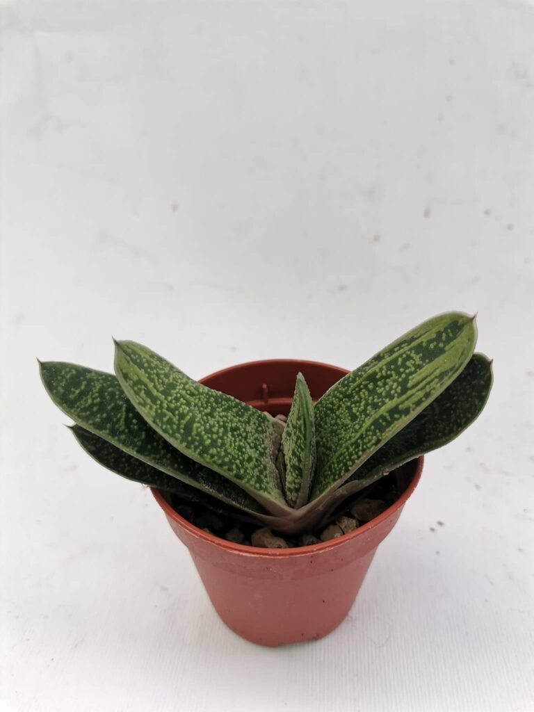 Gasteria Little Warty