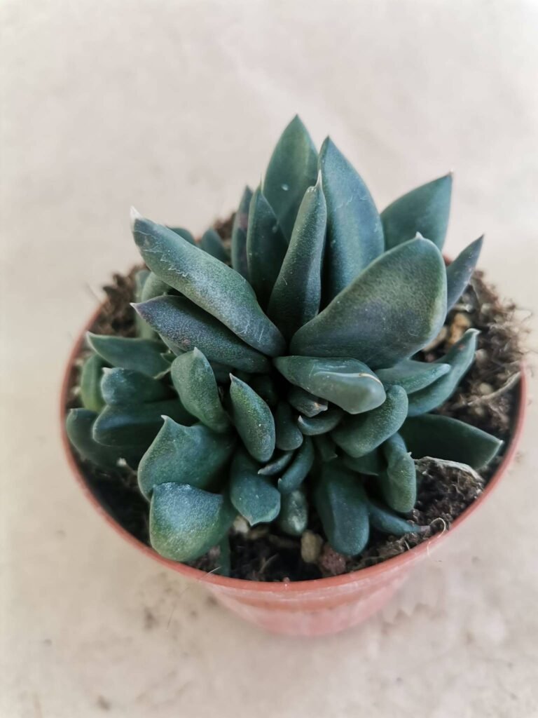 Gasteria Pseudonigricans