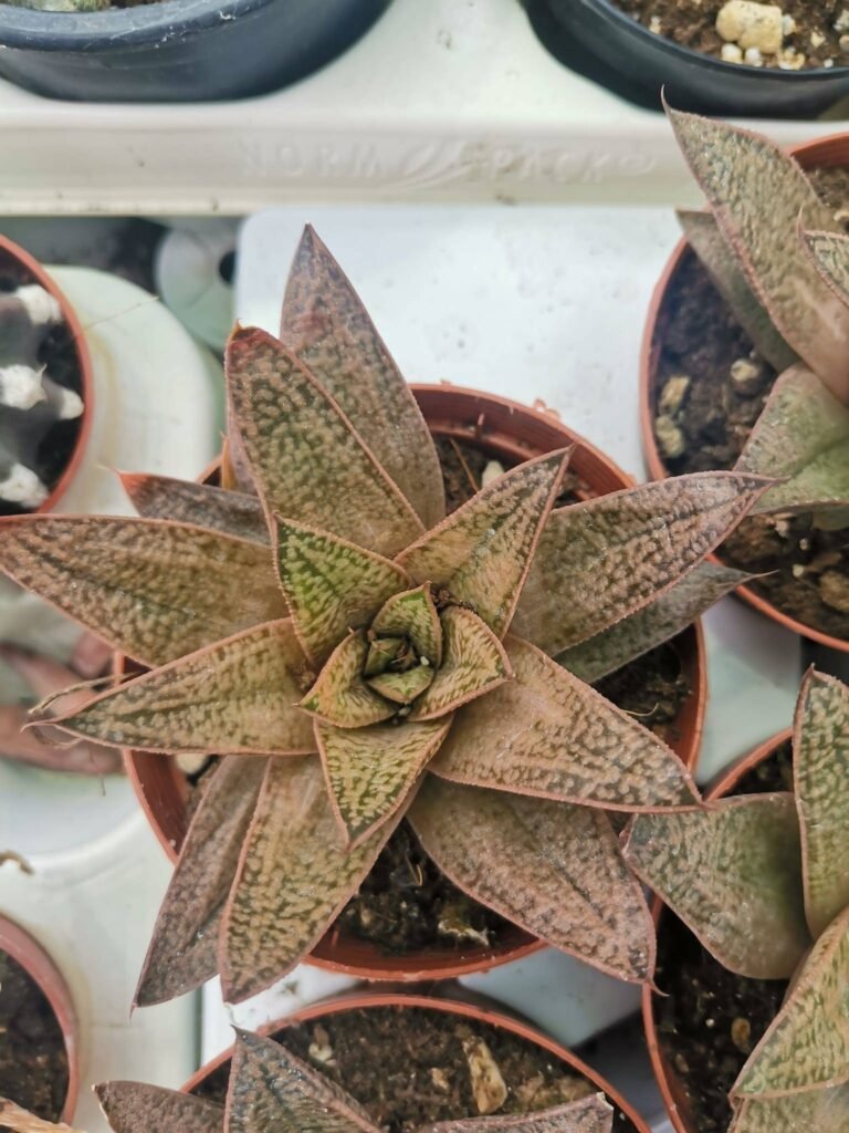 Gasteria Sp