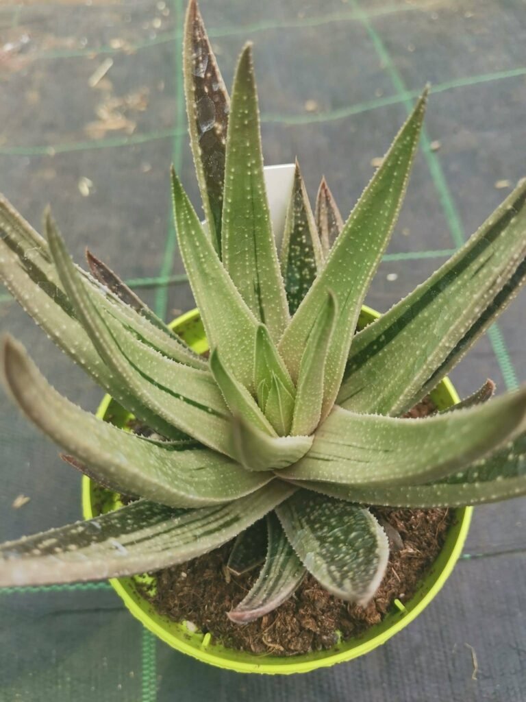 Gasteria Spirit