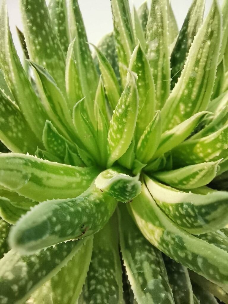 Gasteria Spirit Crestata