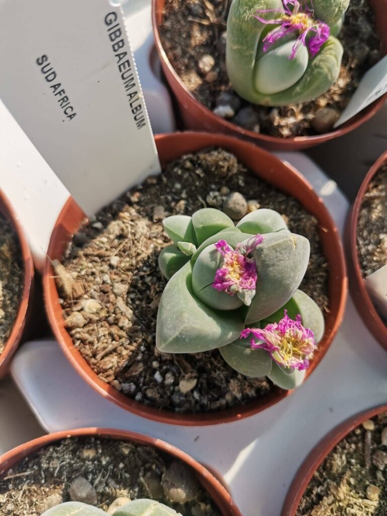Gibbaeum Album