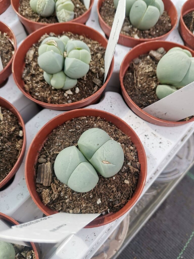 Gibbaeum Heathii