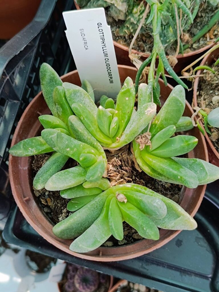 Glottiphyllum Oligocarpum