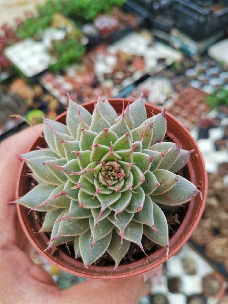 Graptopetalum Filiferum