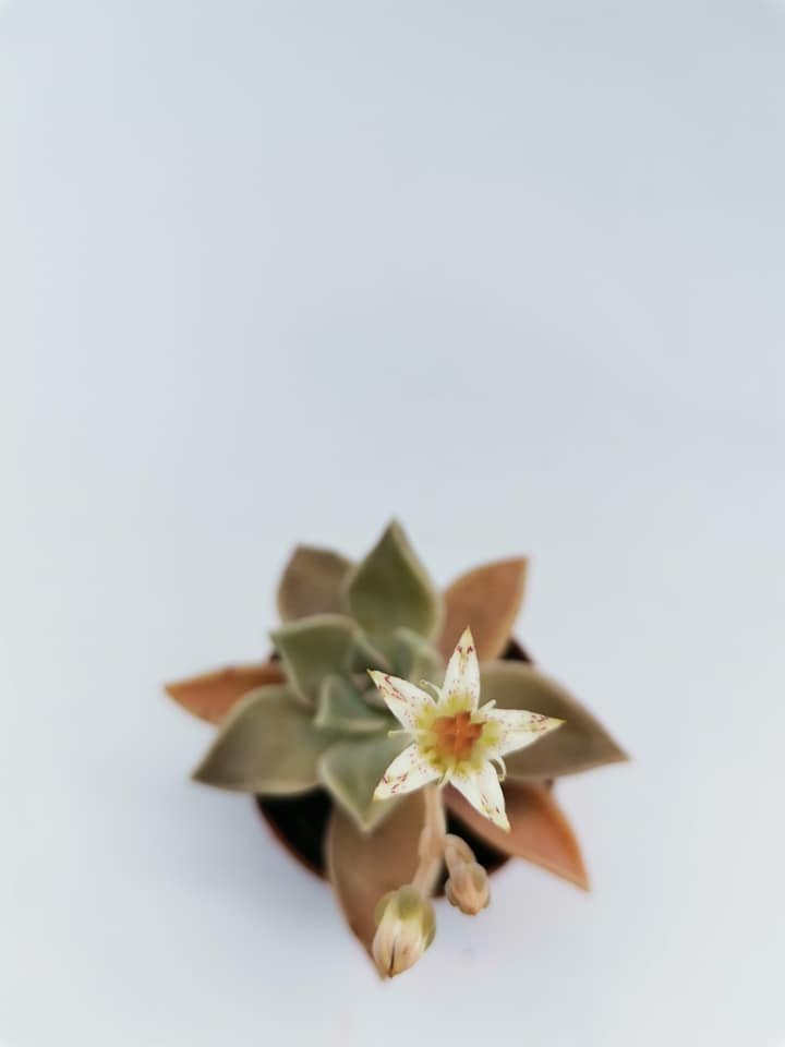 Graptopetalum Paraguayense