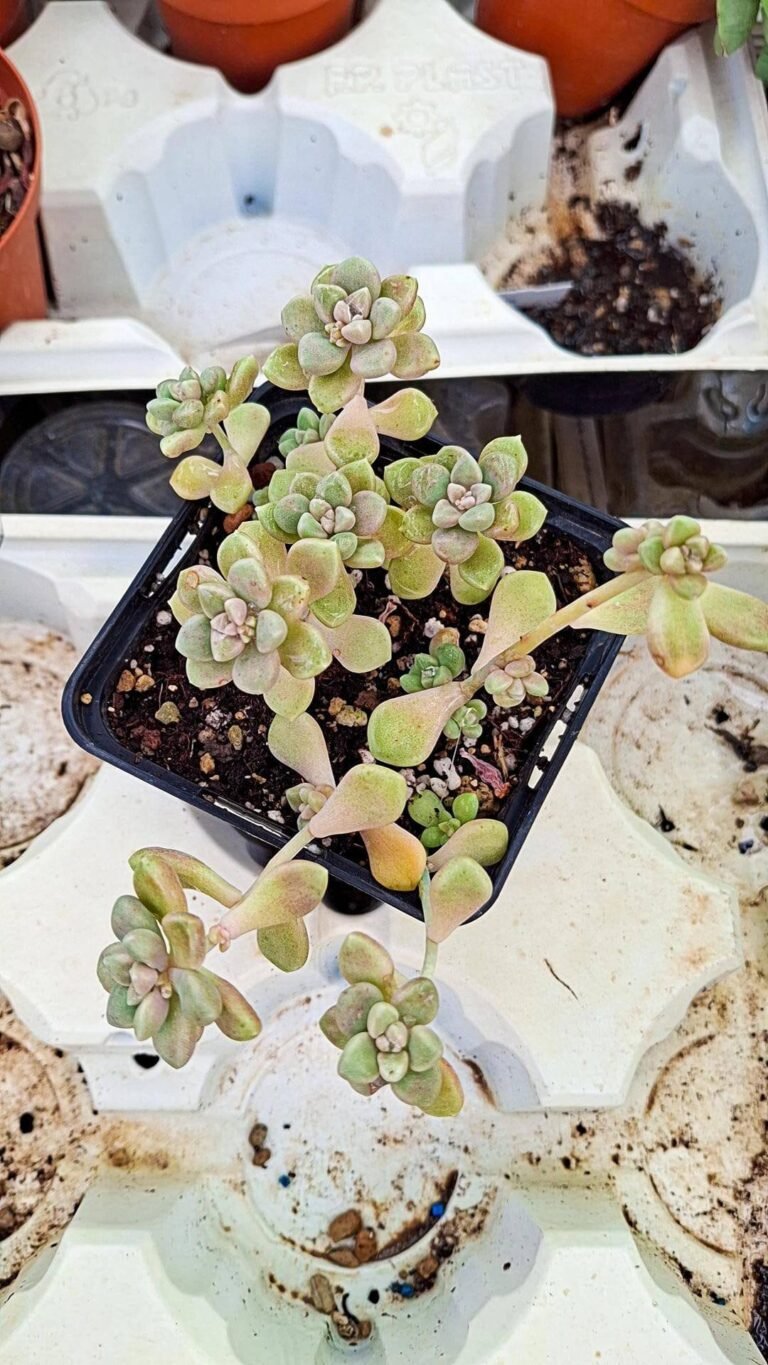 Graptopetalum Mendozae