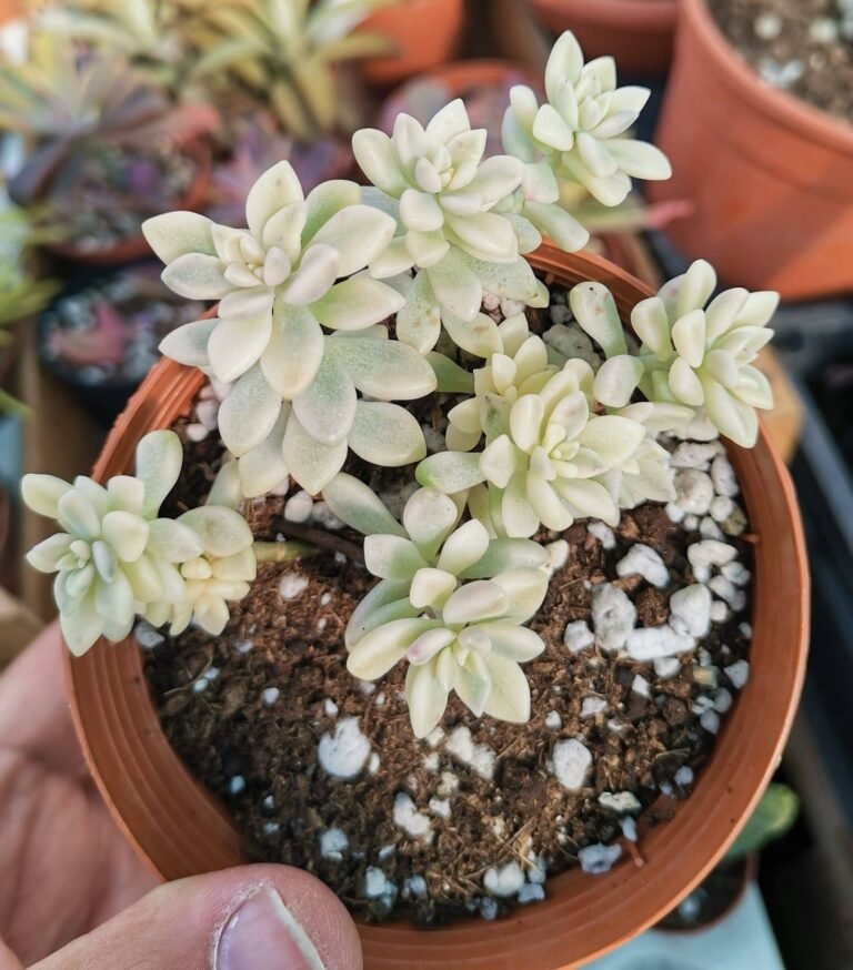 Graptopetalum Miriniae Variegata Korean