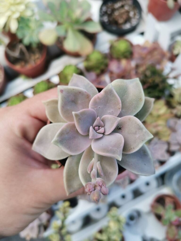 Graptopetalum Paraguayense