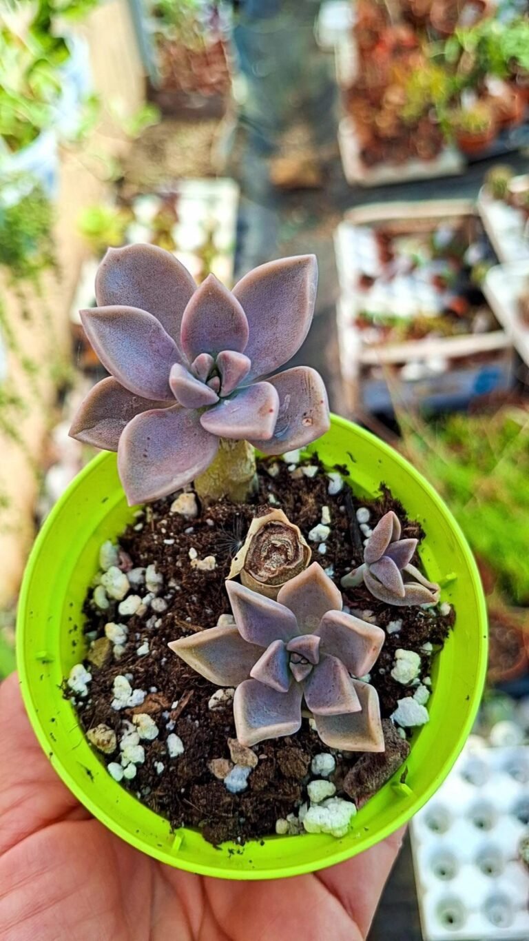 Graptopetalum Paraguayense