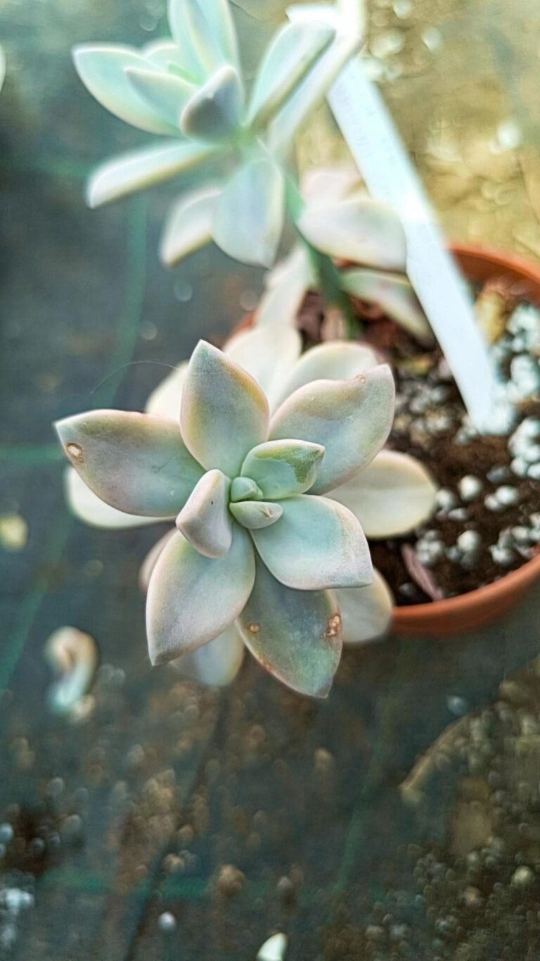 Graptopetalum paraguayense awayuki Variegata korean