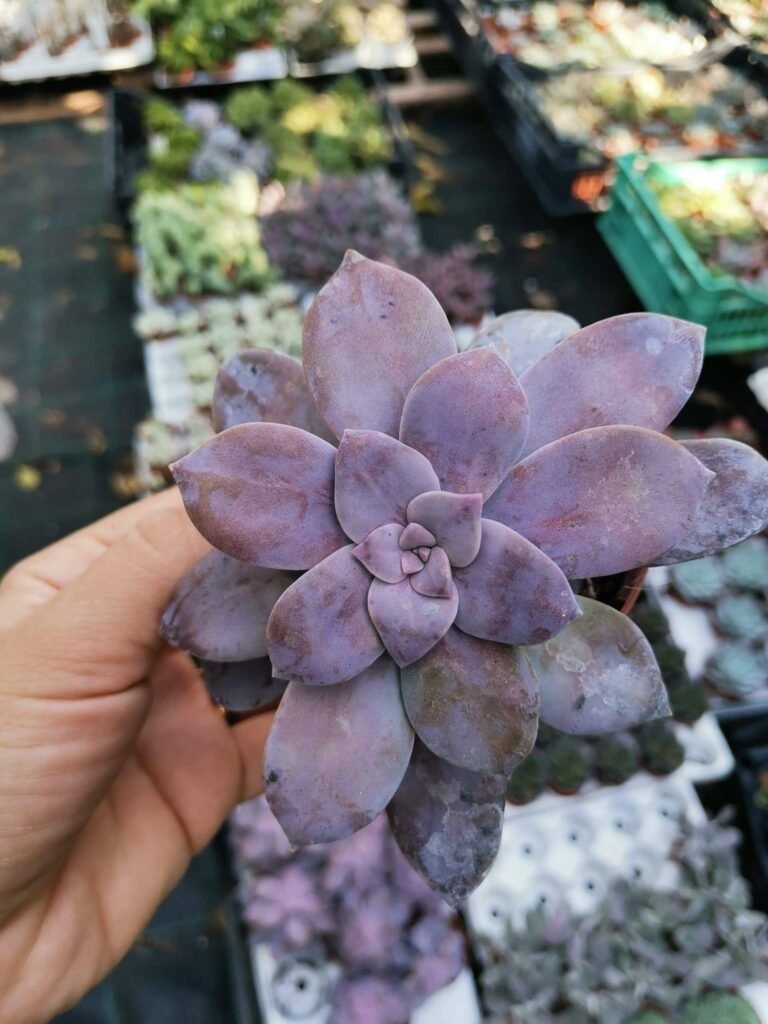 Graptopetalum Pentandrum Superbum