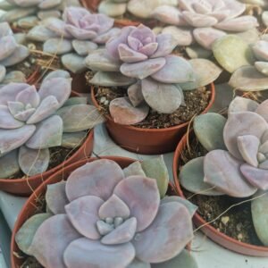 Graptopetalum Pentandrum Superbum