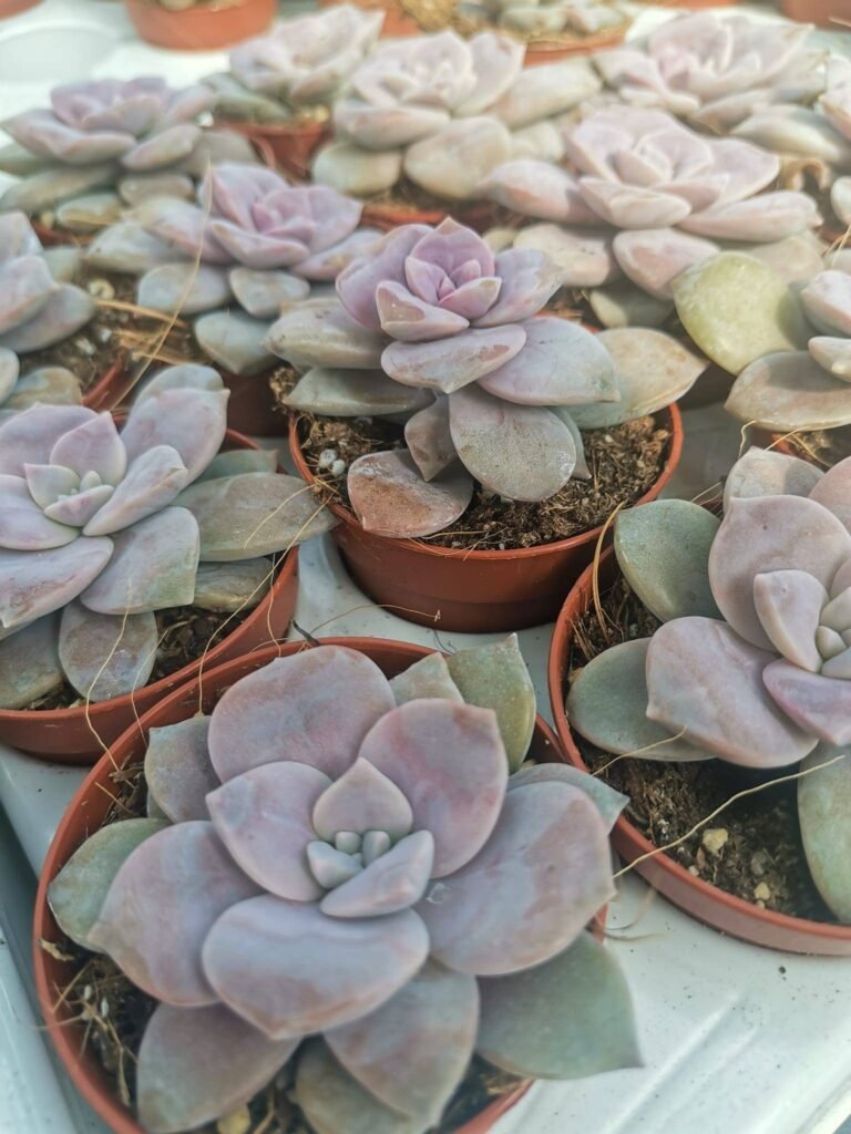 Graptopetalum Pentandrum Superbum