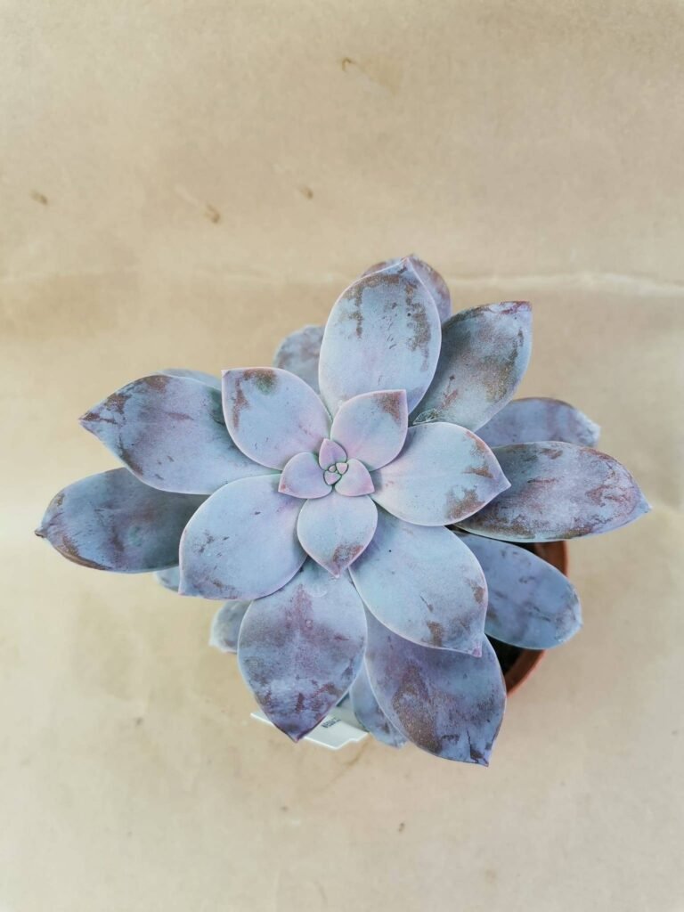 Graptopetalum Pentandrum Superbum