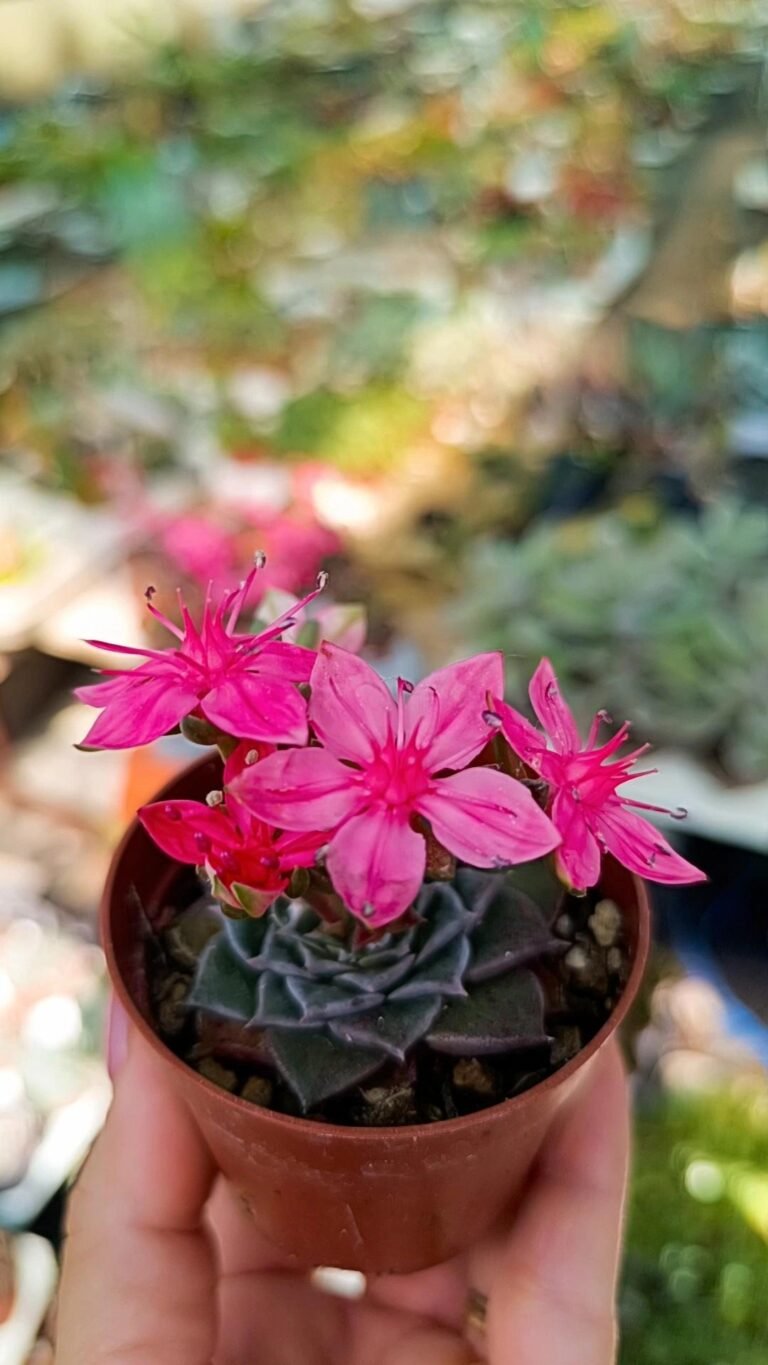 Graptopetalum Tacitus Bellum