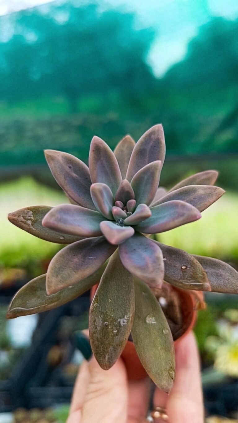 Graptosedum Francesco Baldi