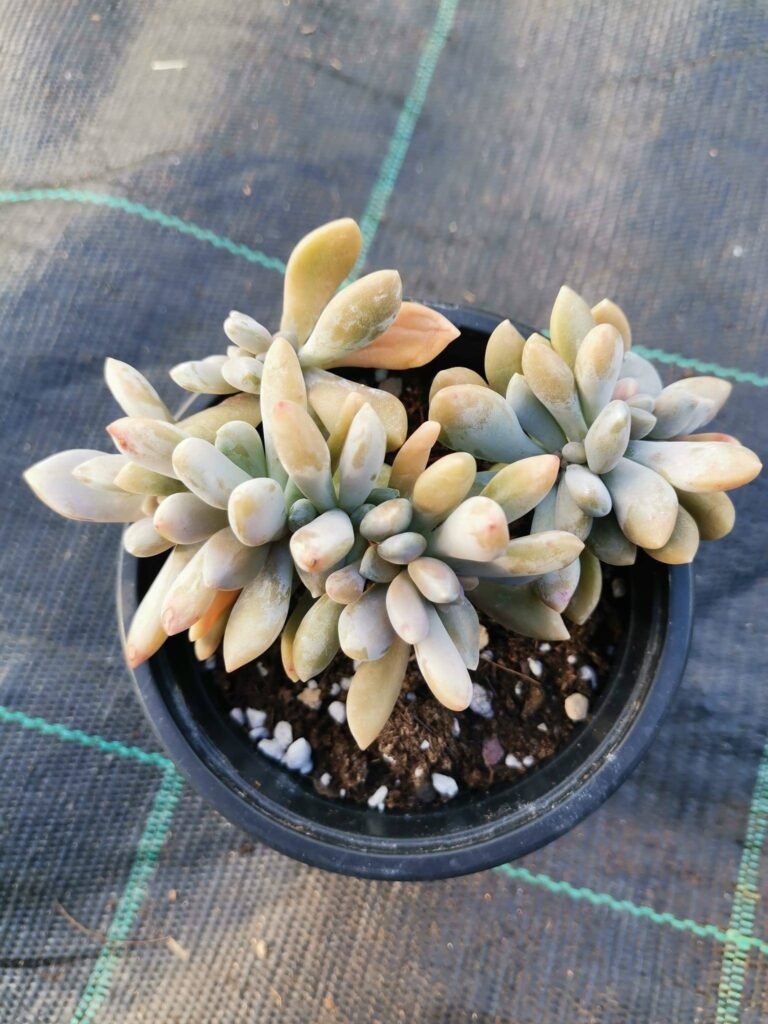 Graptosedum Baldi Crestata