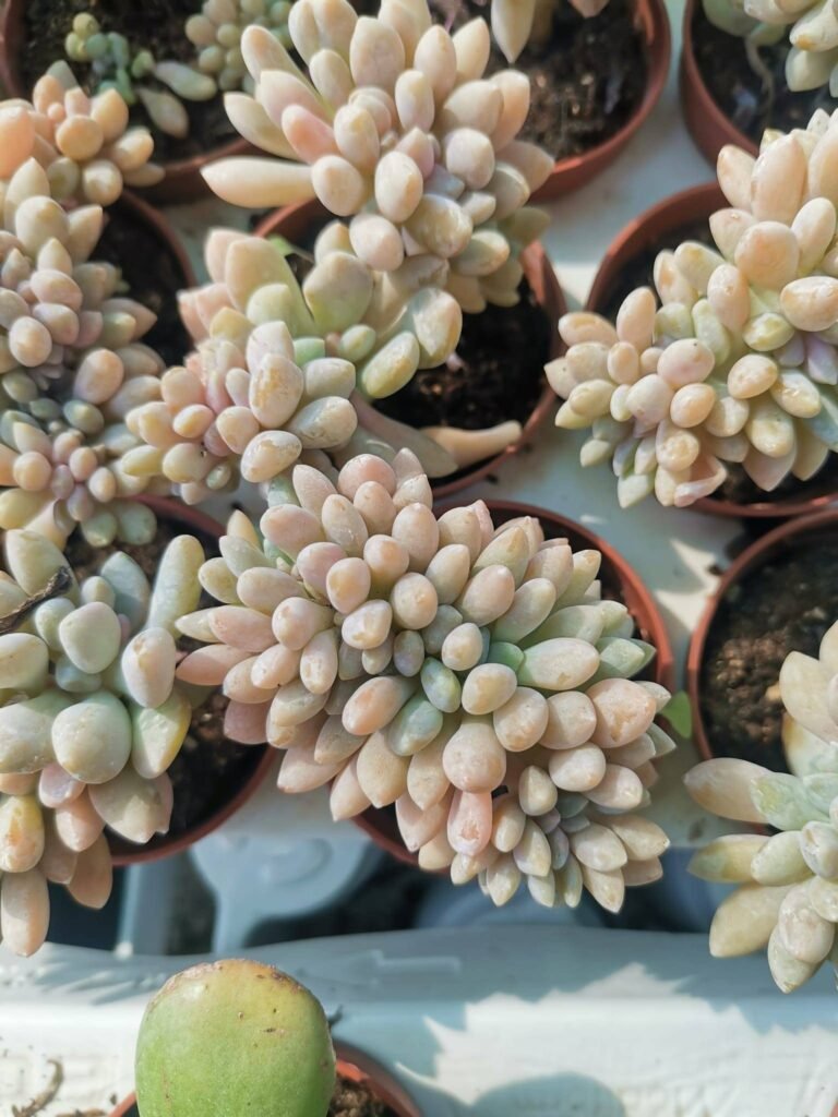 Graptosedum Baldi Crestata