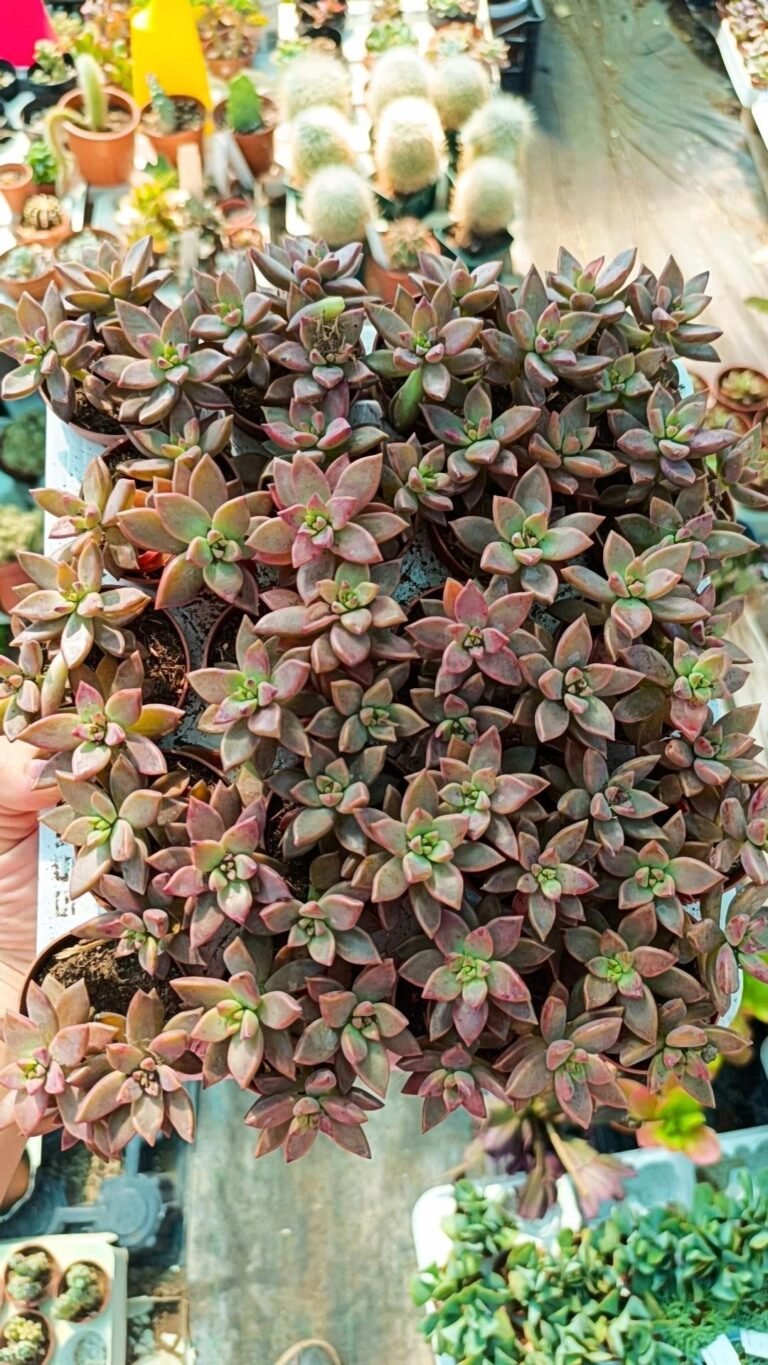 Graptosedum Bronze