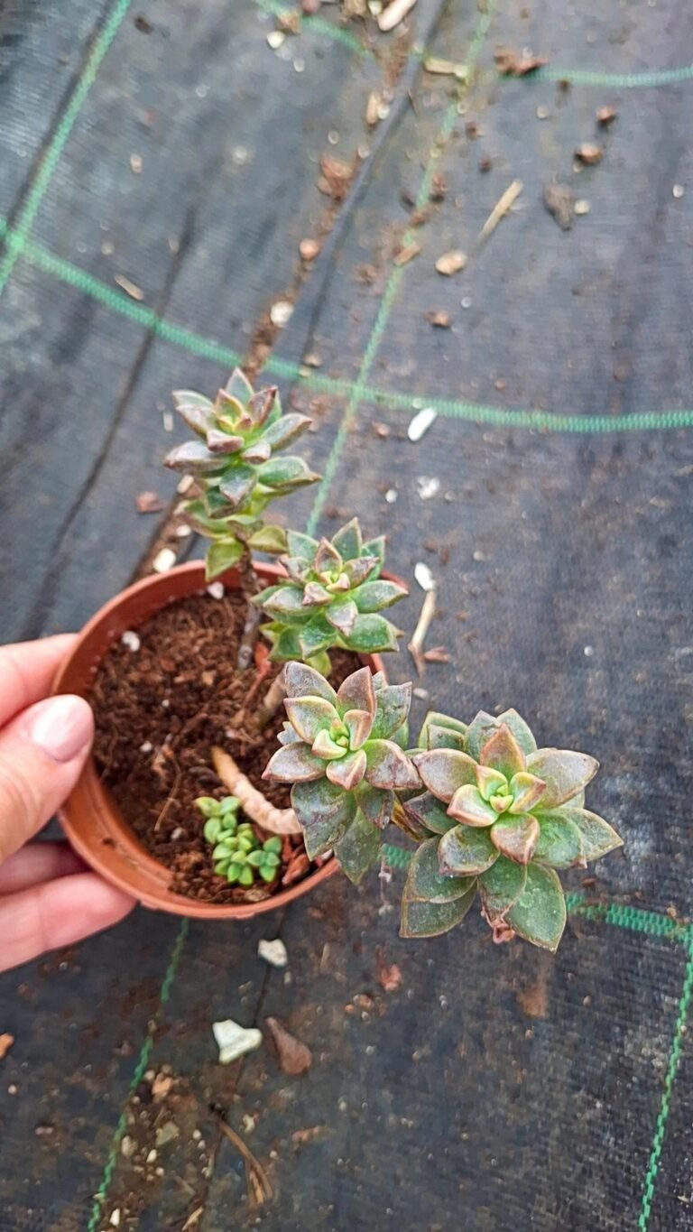 Graptosedum Bronze
