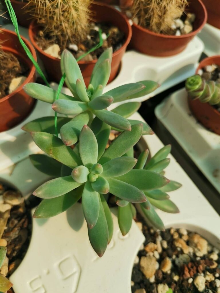 Graptosedum Daniel San