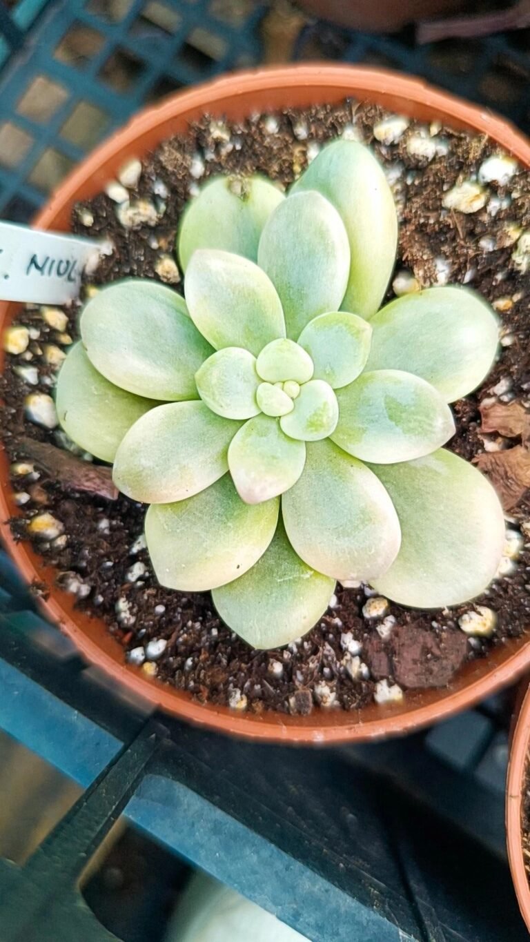 Graptosedum miul Variegata korean