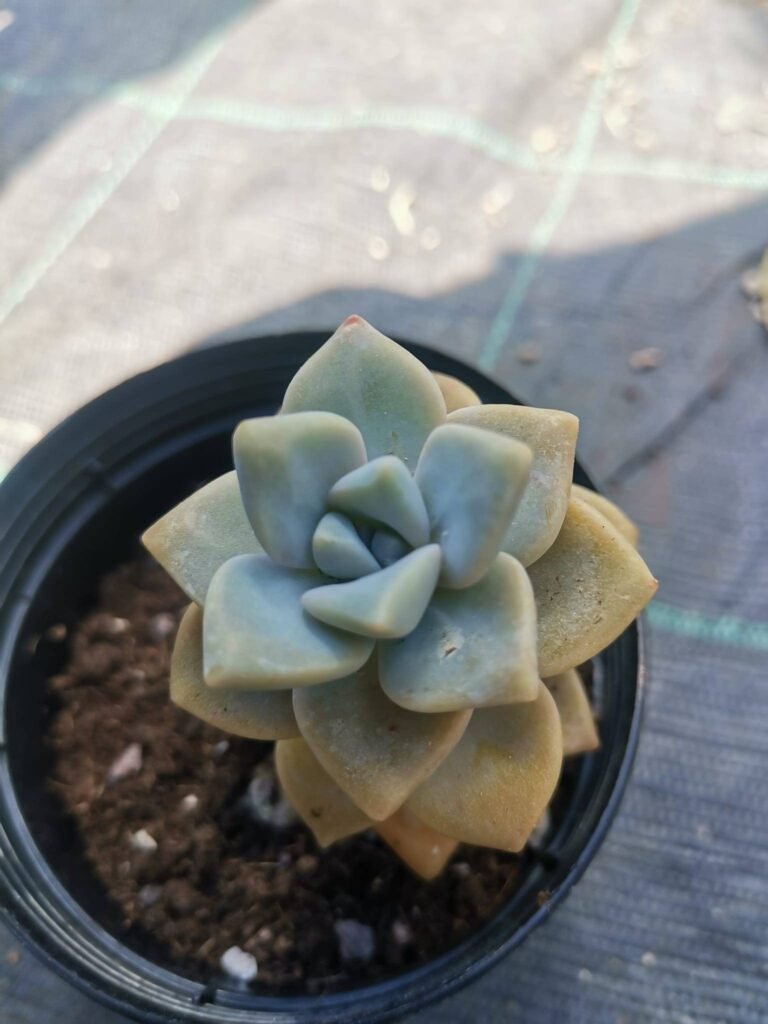 Graptosedum Nuit Blanche