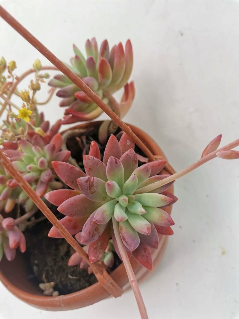 Graptosedum Pachyphyllum Rose