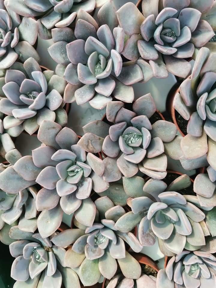 Graptoveria Debbie