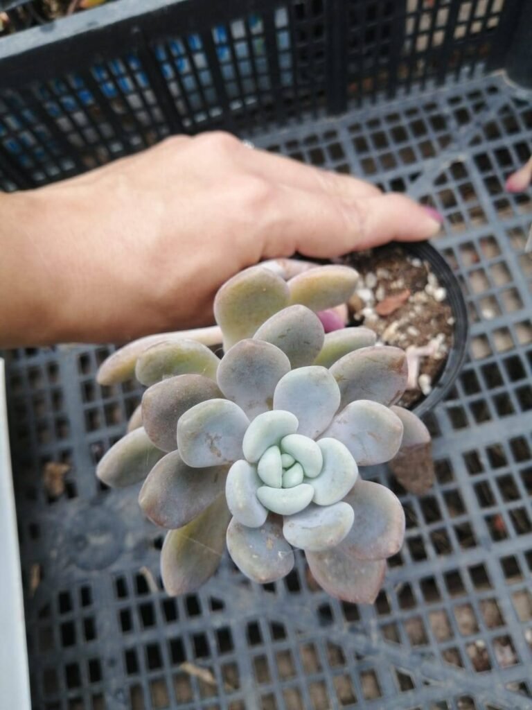 Graptoveria “Fantome”
