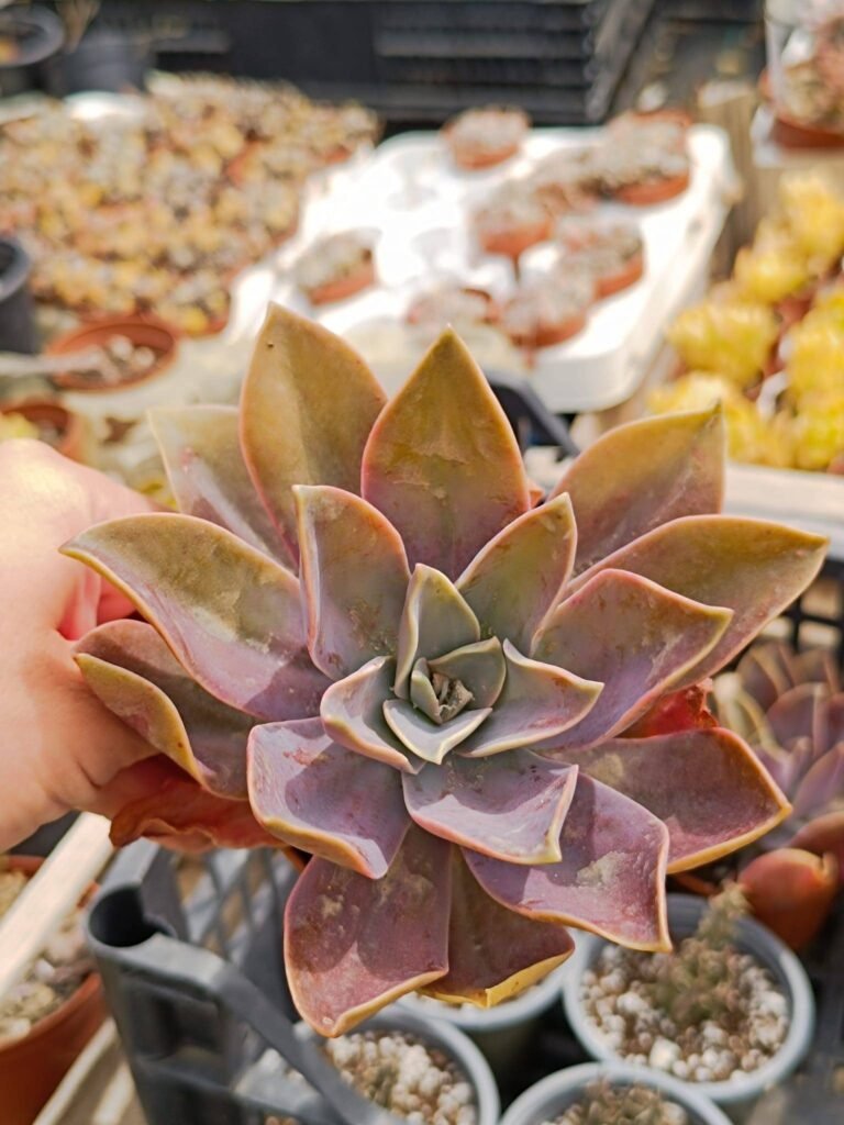 Graptoveria Fred Ives