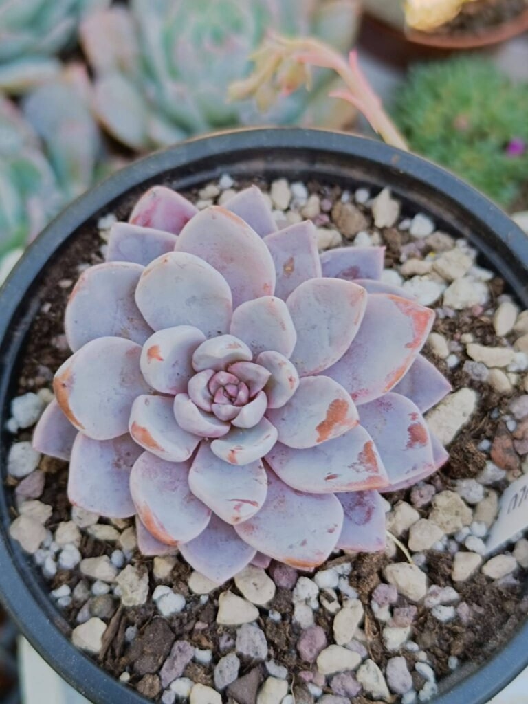 Graptoveria Lulu