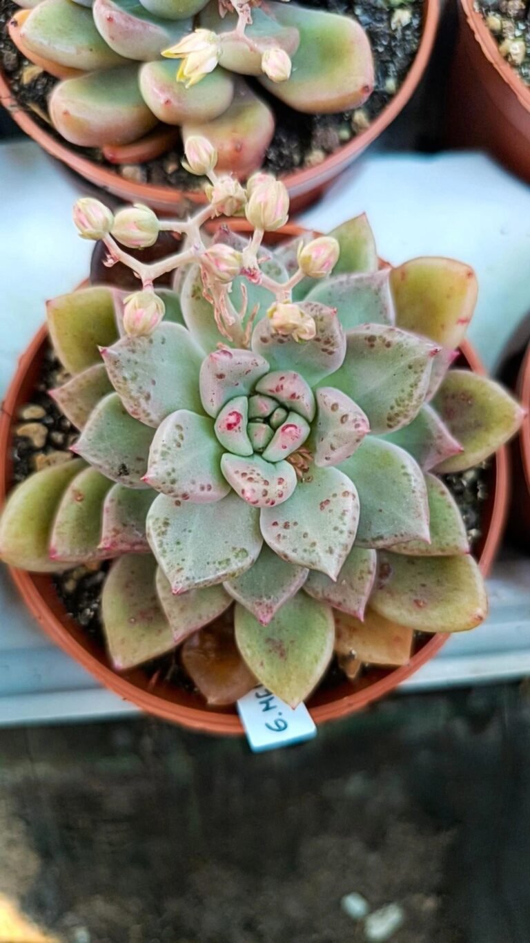 Graptoveria Melody