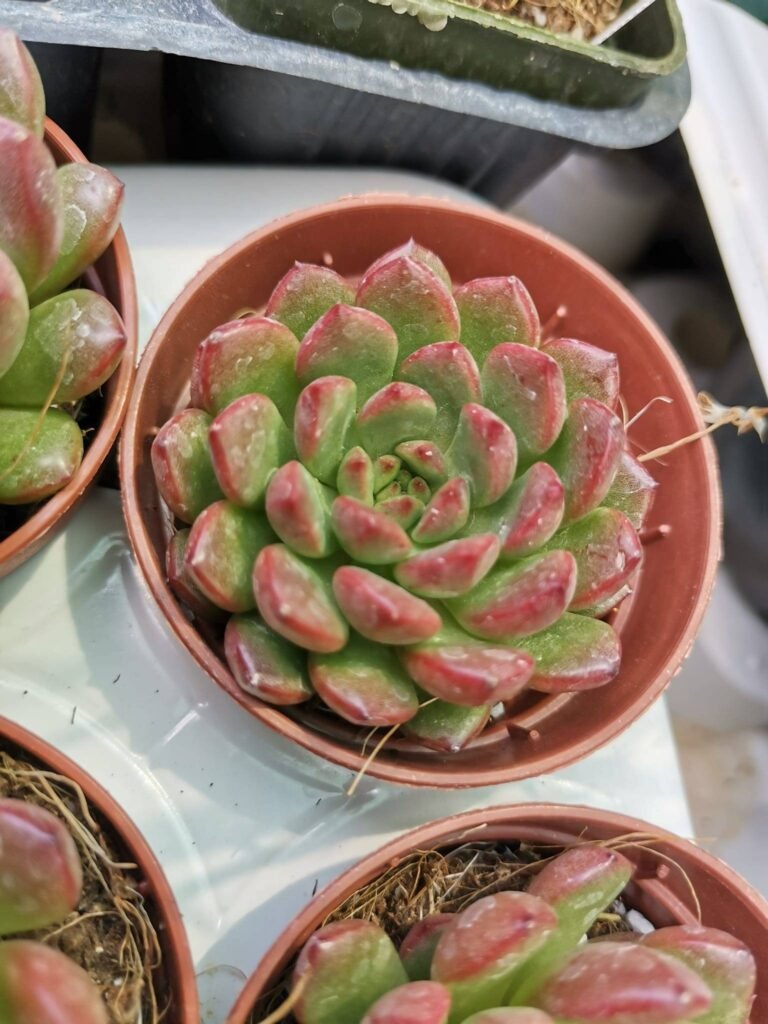 Graptoveria Bashful
