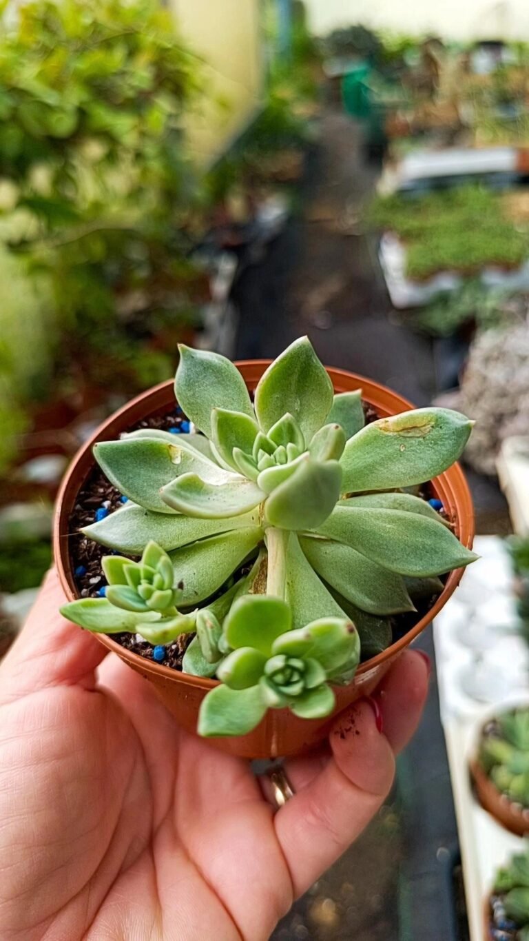 Graptoveria beskar