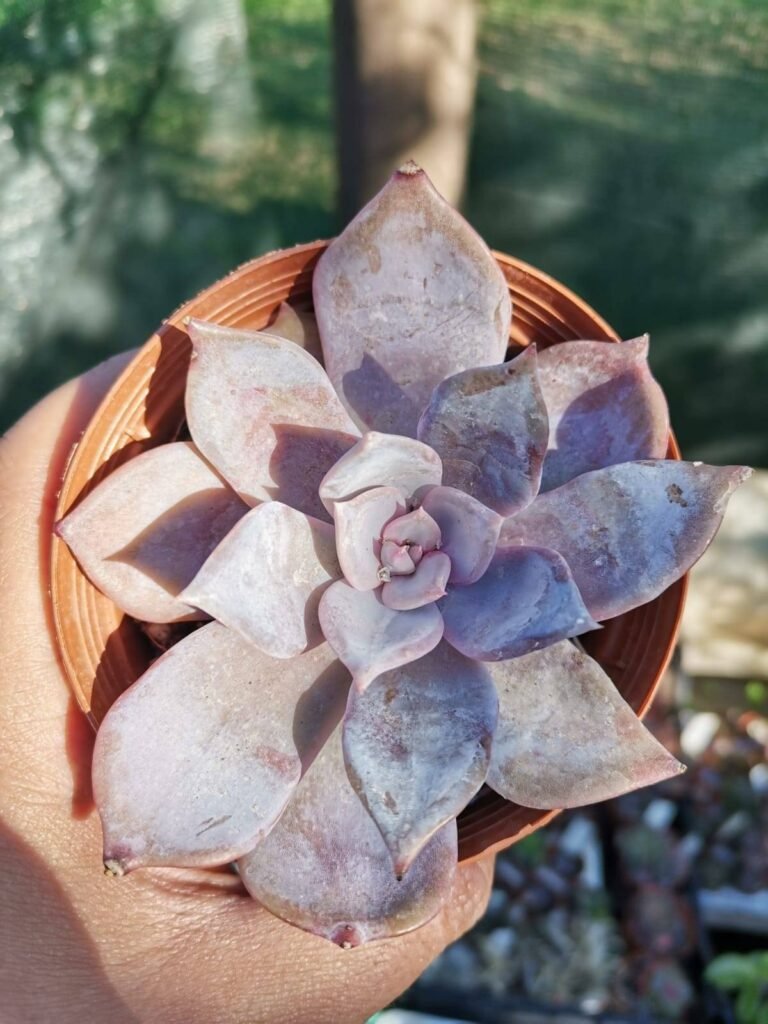 Graptoveria Bristlecone