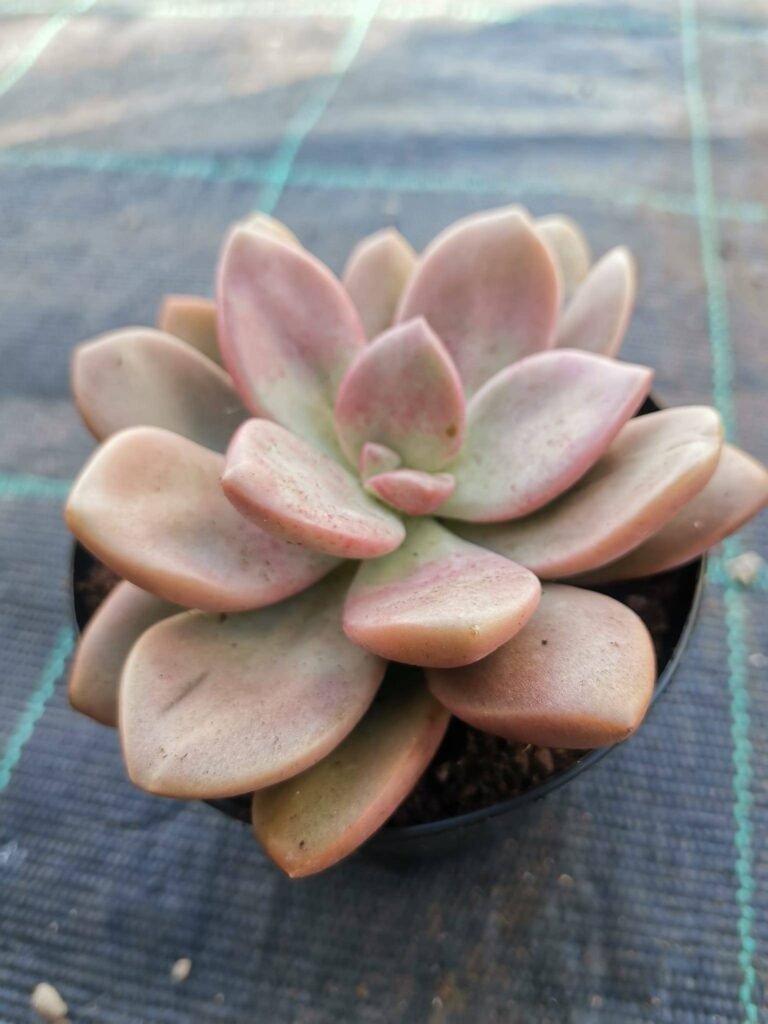 Graptoveria Cumbre Vieja