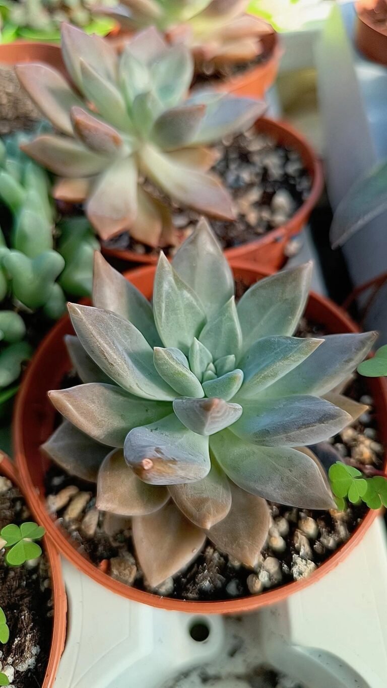 Graptoveria dathomir