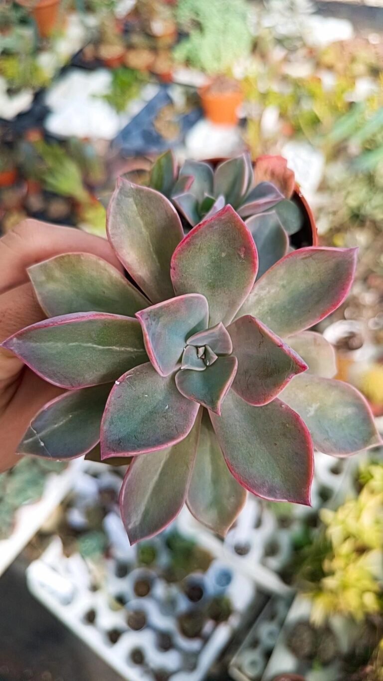 Graptoveria Douglas Huth