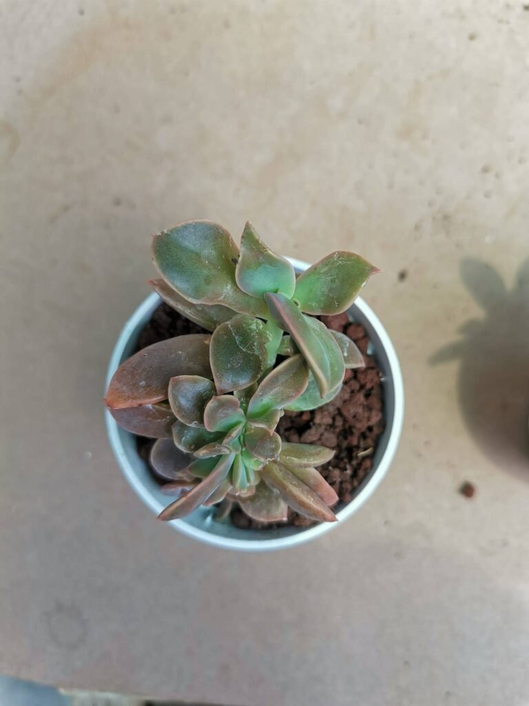 Graptoveria Fred Ives