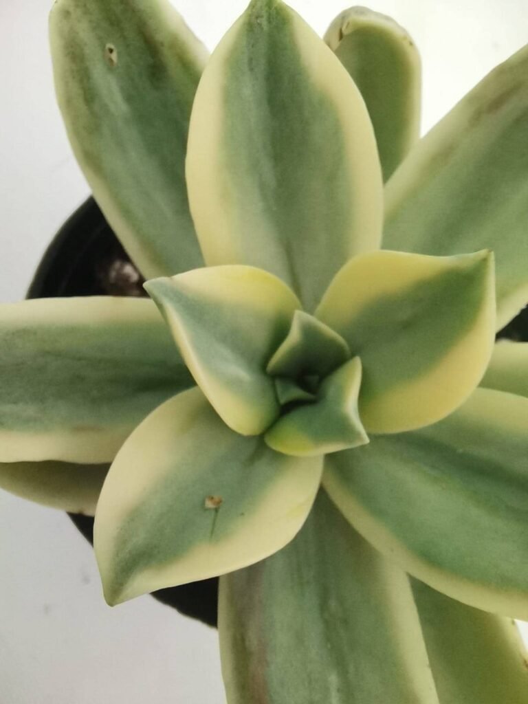 Graptoveria Fred Ives Variegata Korean