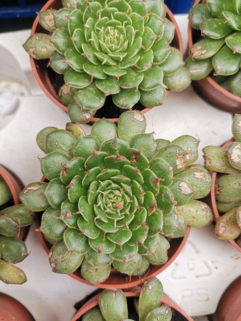 Graptoveria Iona